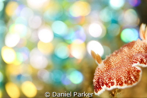 DISCO NUDI

I've been experimenting with new creative l... by Daniel Parker 